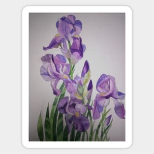 Watercolour purple irises with a light background Sticker